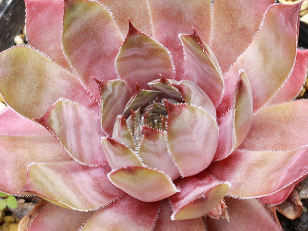 輸入センペルビブム【14】Twilight Blues(多肉植物 sempervivum センペルビューム 高山植物 センペル センペルビウム_※親株見本です(出品苗ではございません)