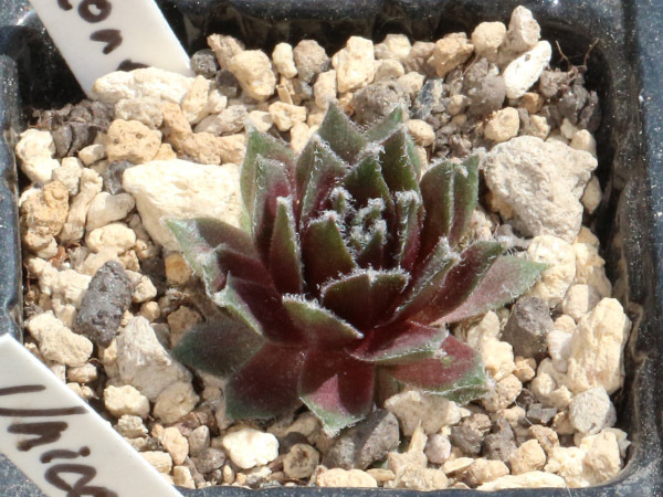 輸入センペルビブム【18】Zone(多肉植物 sempervivum センペルビューム 高山植物 センペル センペルビウム_出品苗です