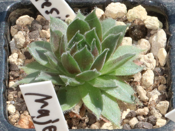 輸入センペルビブム【38】Montesico(多肉植物 sempervivum センペルビューム 高山植物 センペル センペルビウム_出品苗です