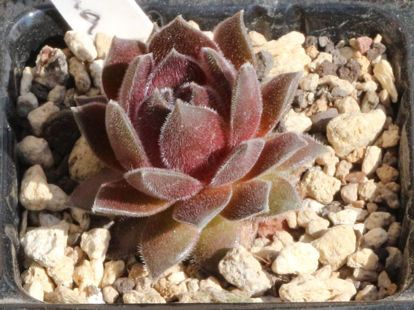 輸入センペルビブム【32】Kristina(多肉植物 sempervivum センペルビューム 高山植物 センペル センペルビウムの画像2