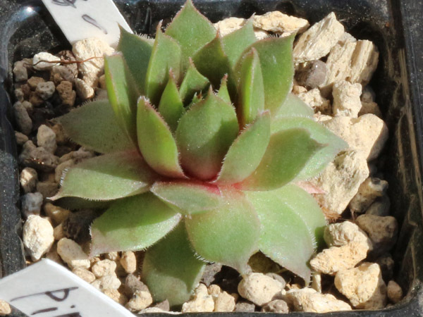 センペルビブム【54】双音蓮(多肉植物 sempervivum センペルビューム 高山植物 センペル センペルビウムの画像2
