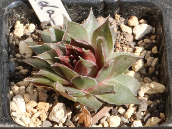 センペルビブム【68】Cuspidatum(多肉植物 sempervivum センペルビューム 高山植物 センペル センペルビウム_出品苗です