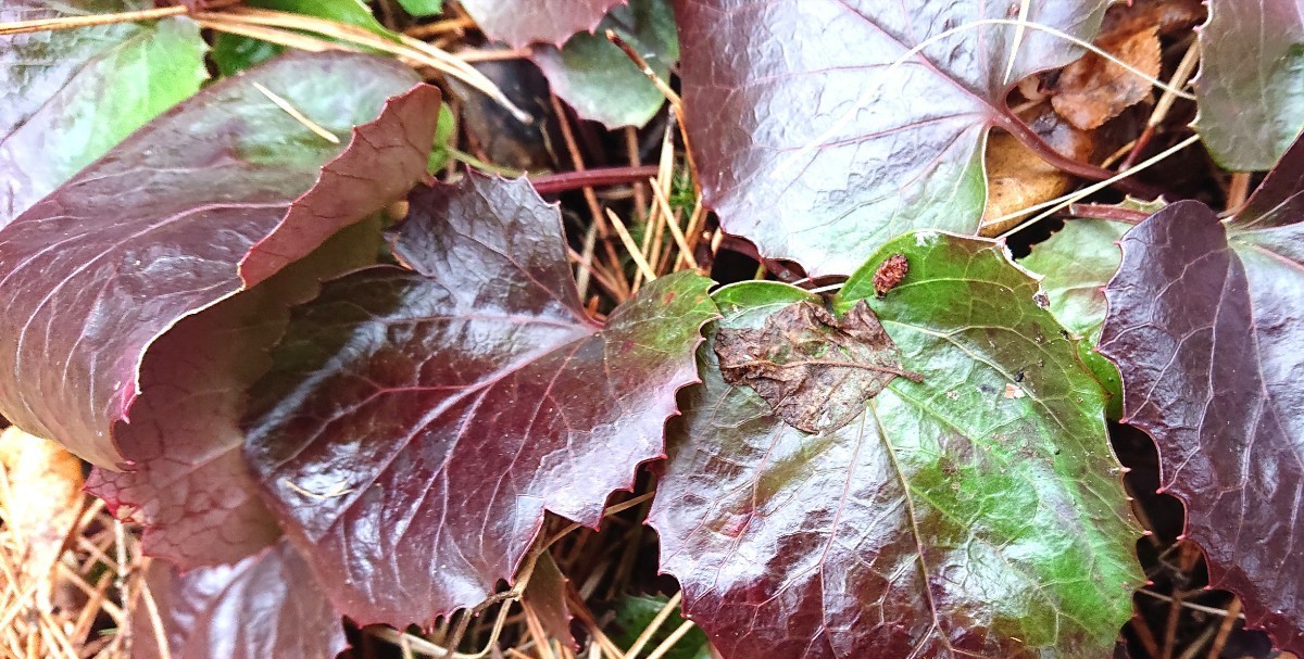  ヒューケラ カラーリーフ 苗 山野草 植物_画像2