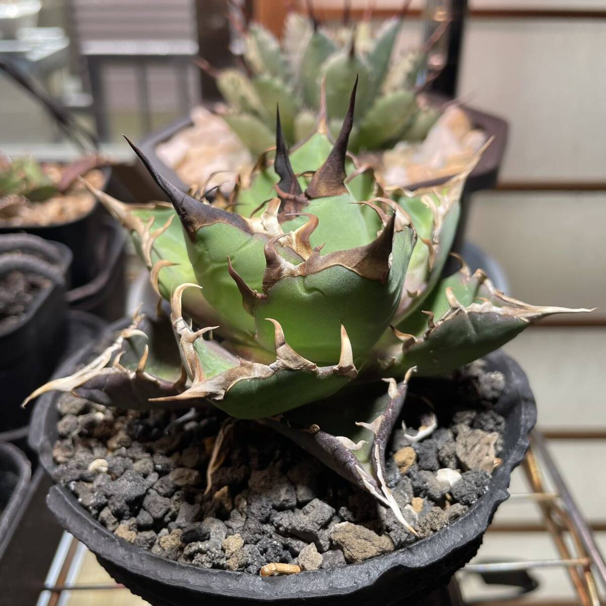 アガベ チタノタ ハデス agave titanota HADESの画像4