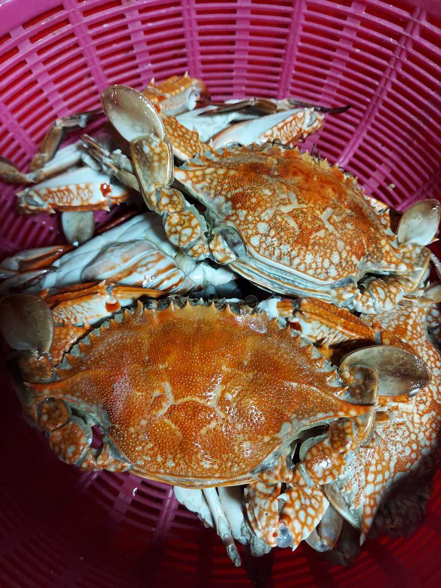  various crab 3~5 pcs entering 800g set 2980 jpy prompt decision.