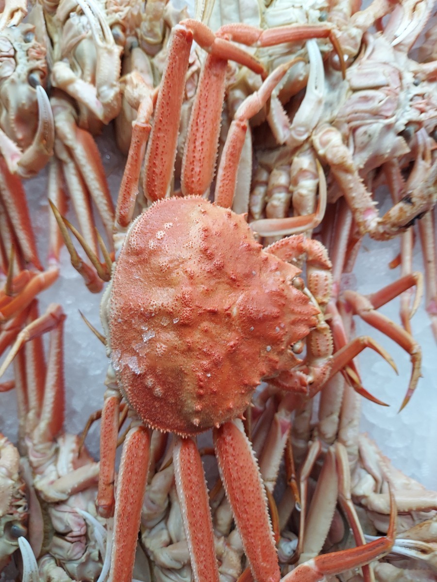 ..matsuba crab Hokkaido production 24cm5 pcs (650g rank ) set 1498 jpy prompt decision 