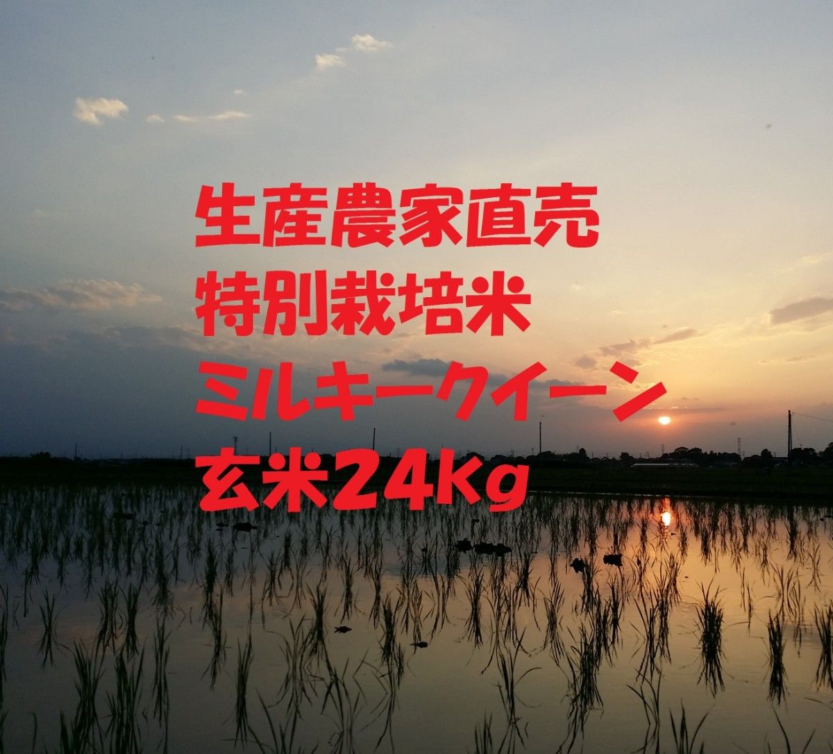 ◆新米◆[玄米]特別栽培米ミルキークイーン24ｋｇ有機肥料減農薬栽培
