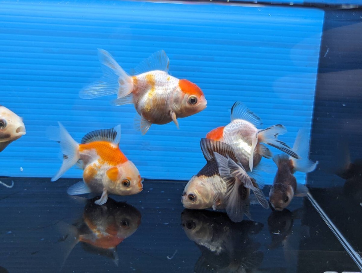 ７匹セット！オランダミックス② 約4〜6cm 金魚 丹頂 トリコロール パンダ お得セット♪ 金魚 【発送日指定可能】の画像1