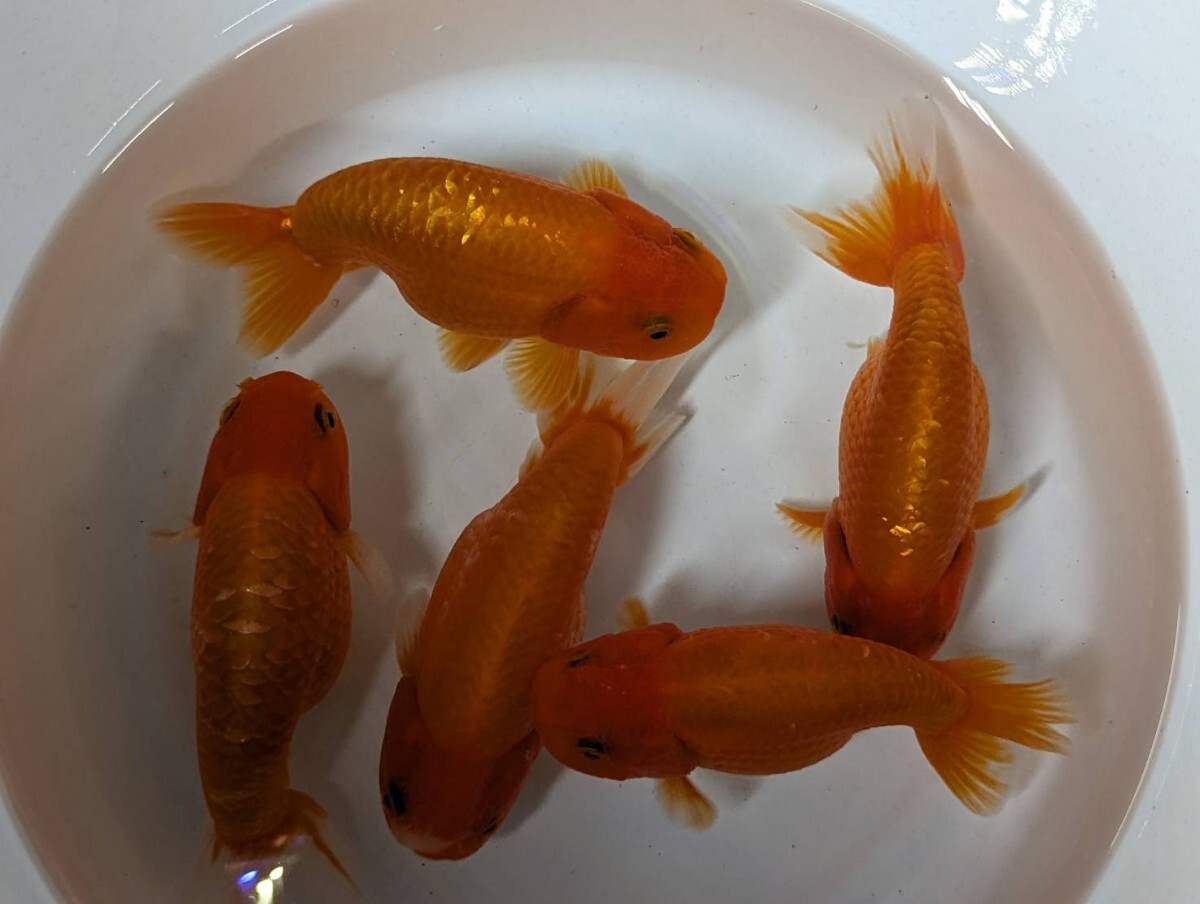 らんちゅう 桜錦 赤勝ち 約12cm 金魚 BIGサイズ 鱗綺麗です！ 大きめ お買い得！！【発送日指定可能】の画像1