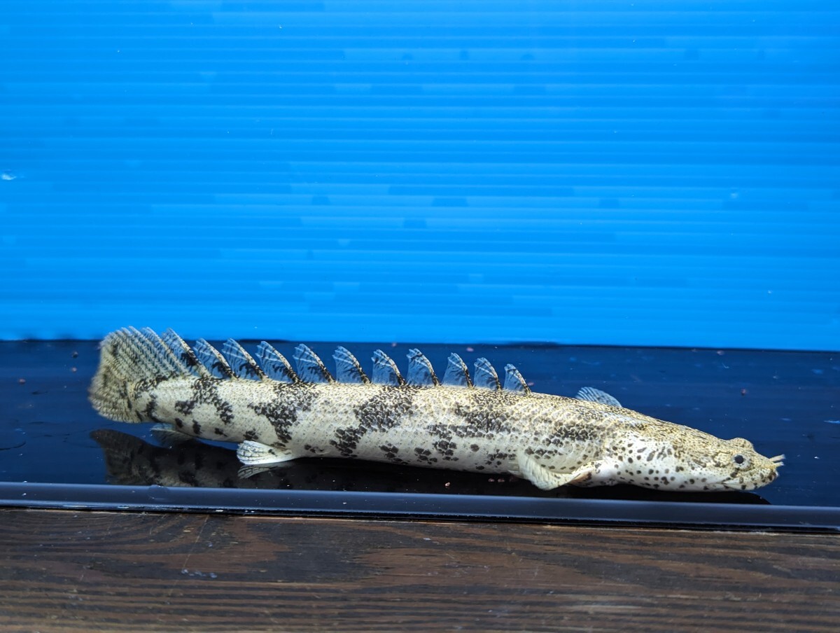  poly- pterus Endlicheri approximately 19cm size is good appetite .. that individual . send *