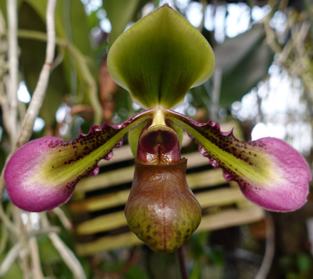 洋ラン 原種 Paphiopedilum volonteanum パフィオ ボロンィアナム　親巨体輪 極美麗花 国内実生_画像1