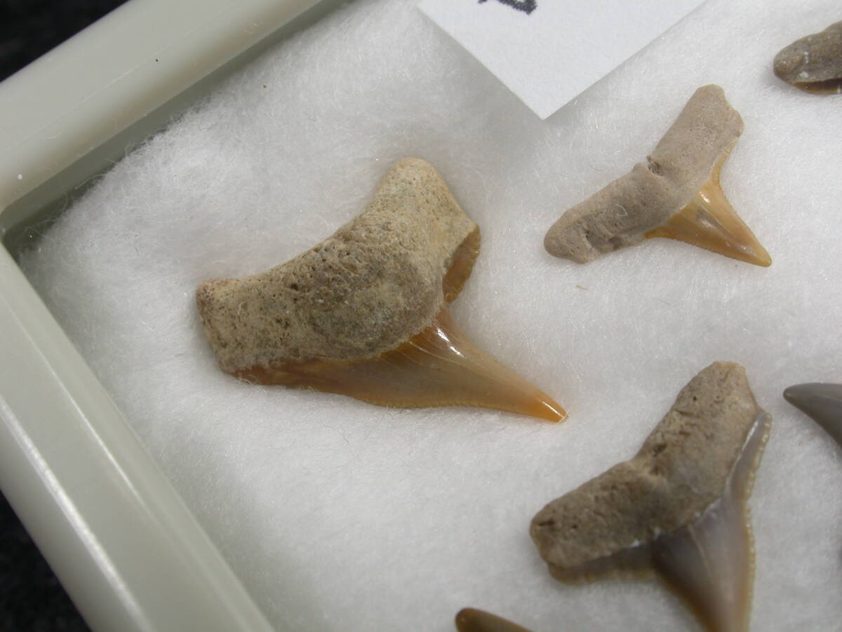 サメの歯 セット フロリダ産の画像10