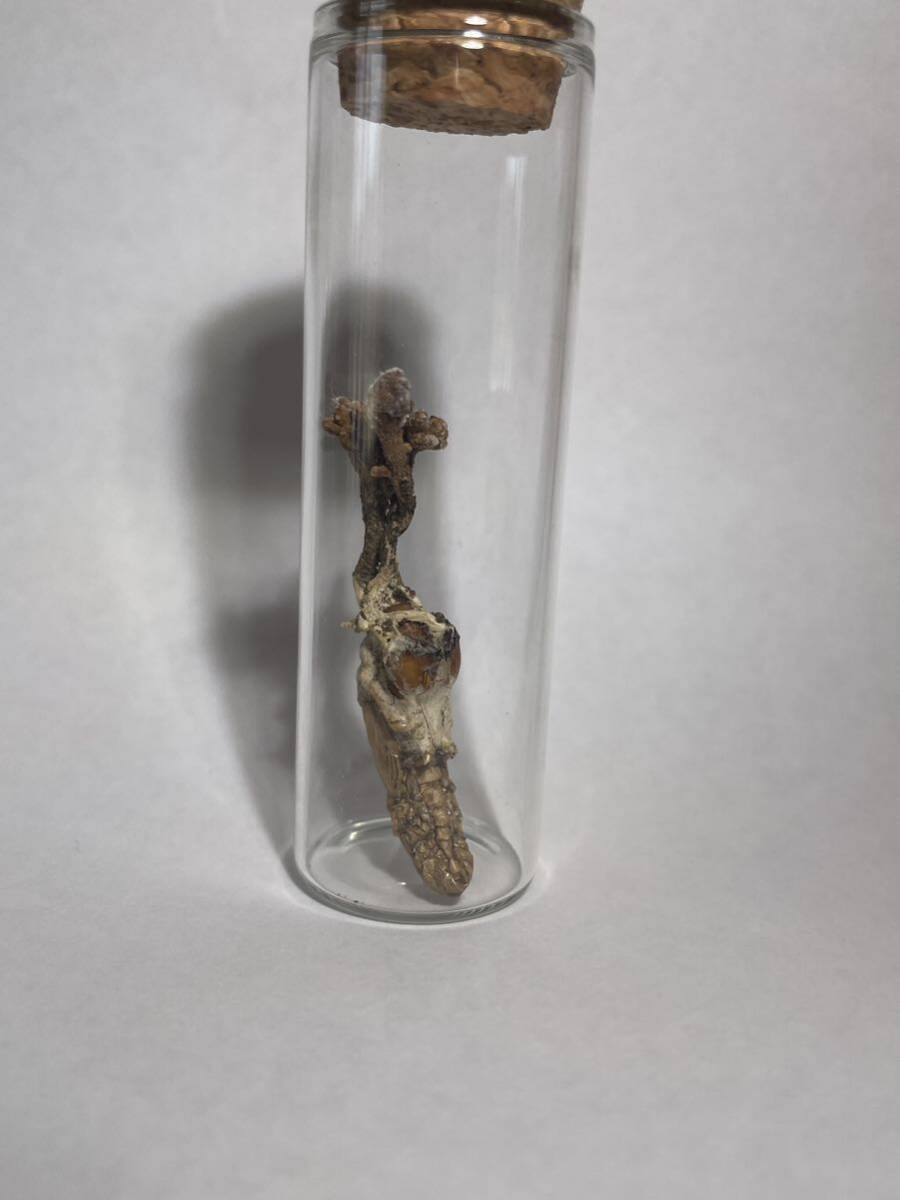 標本 冬虫夏草セミタケの一種 複数に枝分かれ子実体の画像3
