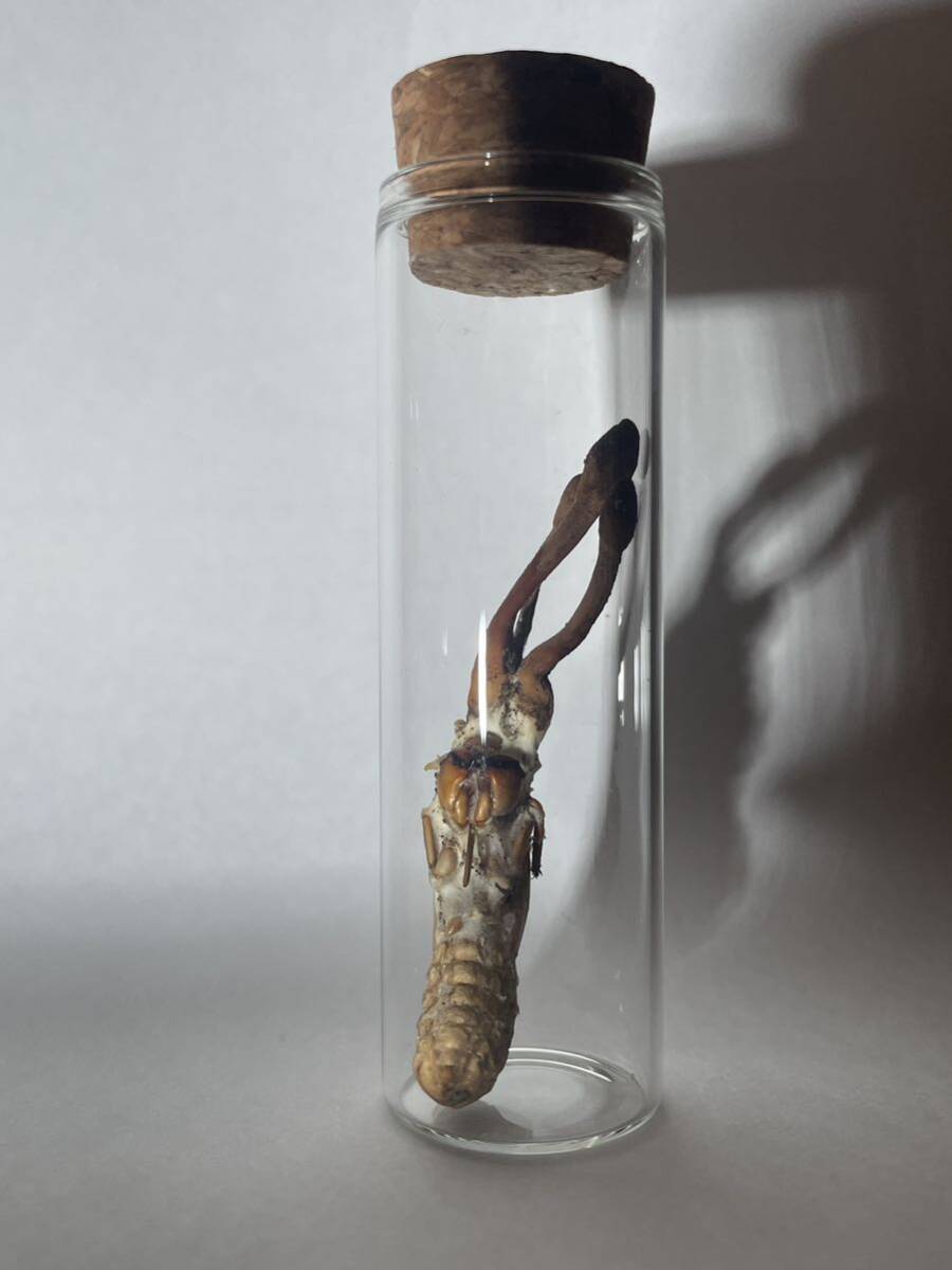 冬虫夏草　セミタケの一種　標本