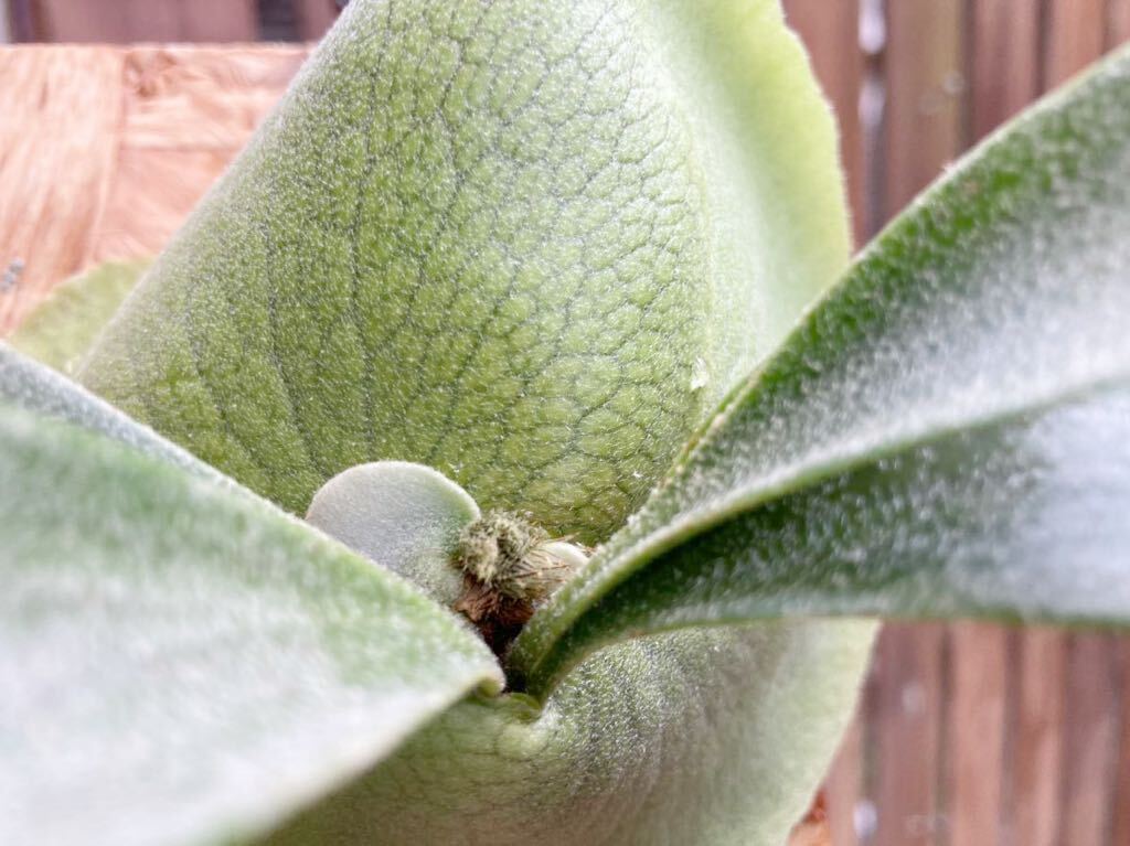 * recommended * ** ultimate comfort bird × E-1**my spore culture own made .. breeding stock staghorn fern 