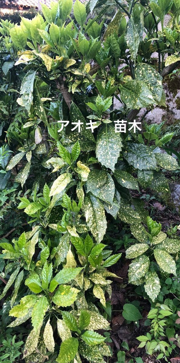 観葉植物　アオキ　苗木　3株　サイズ10〜15cm程度