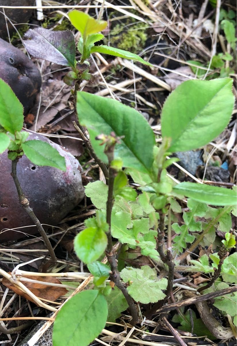 観葉植物　カリン　苗木5株　サイズ10〜15cm程度 縁起木　果林・花梨　カリン酒