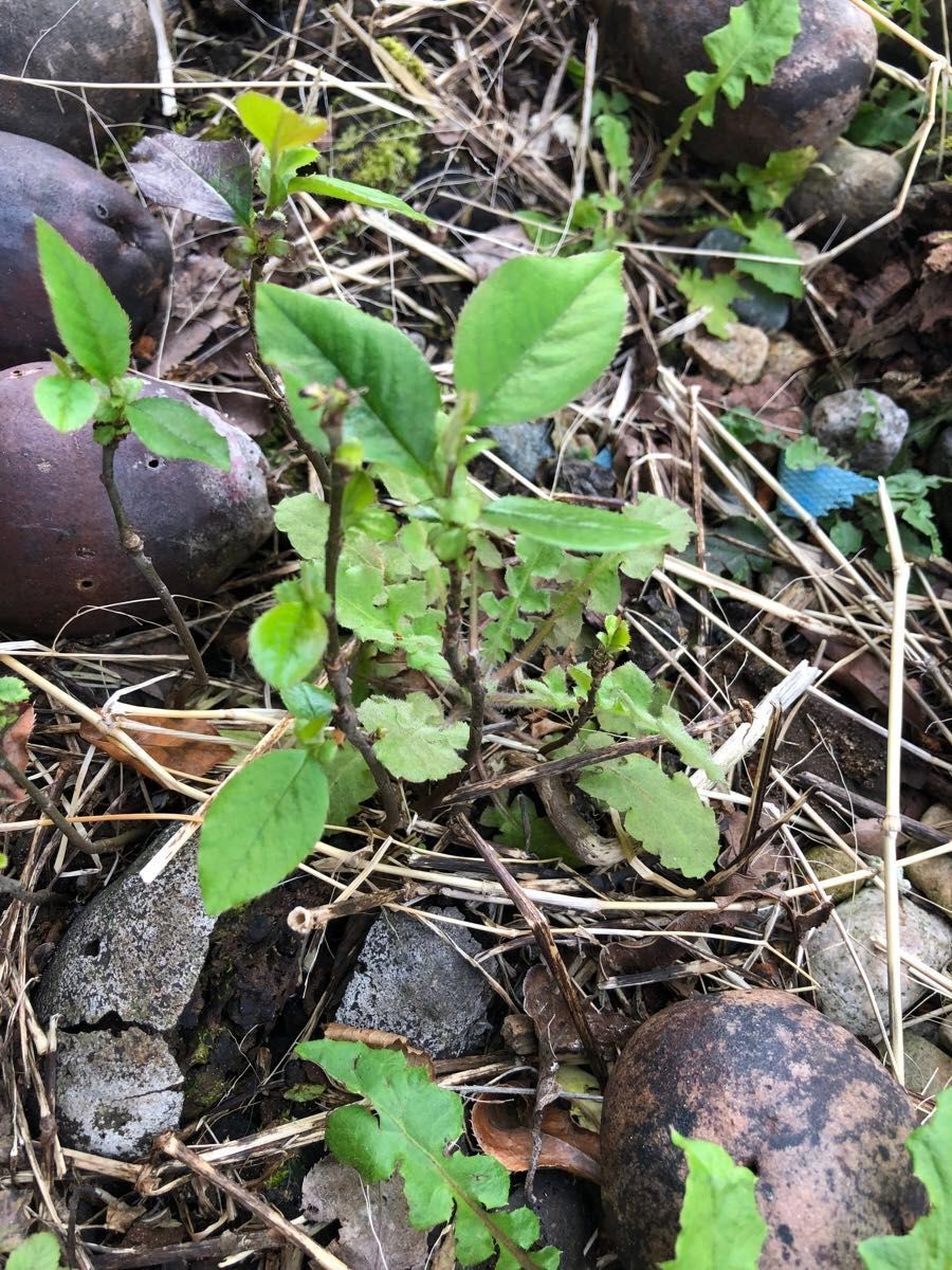 観葉植物　カリン　苗木5株　サイズ10〜15cm程度 縁起木　果林・花梨　カリン酒