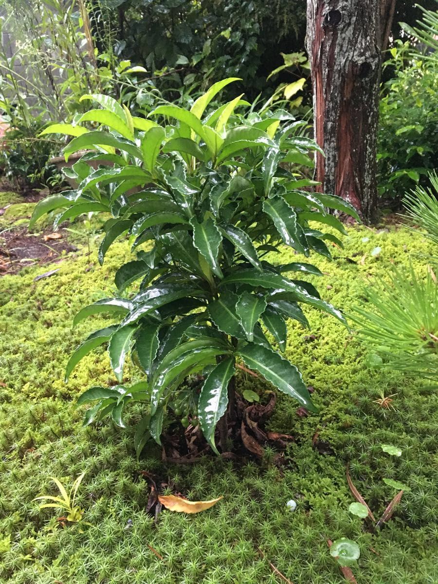 観葉植物　万両　マンリョウ　まんりよう　丈約10cmの苗木5株