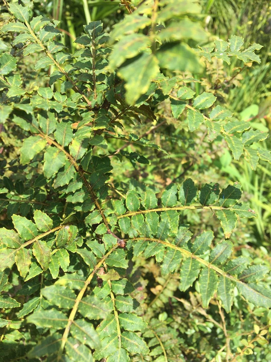 観葉植物　薬味　調理食材　山椒　さんしょう　苗木3株　サイズ約10〜15cm