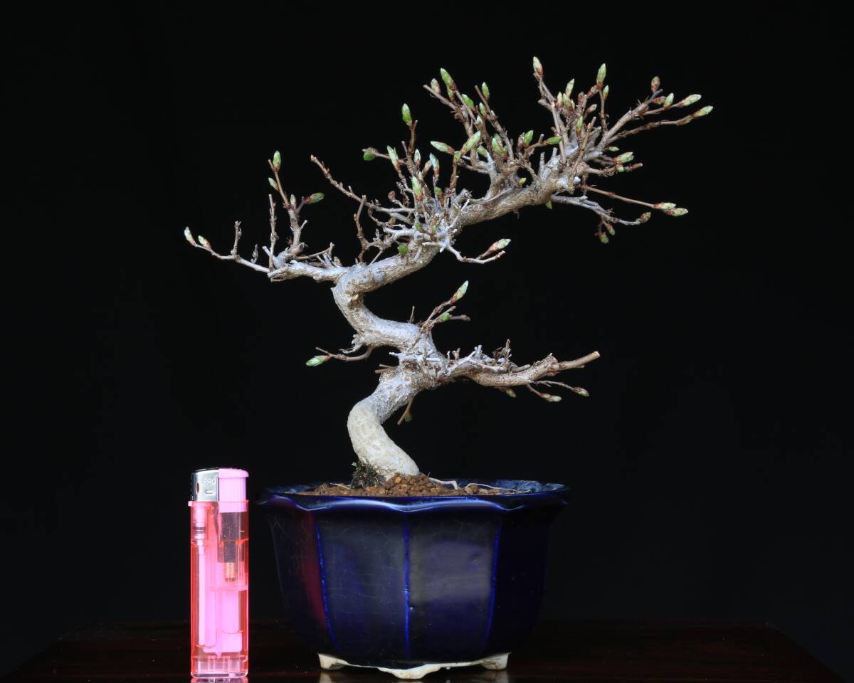 [...Online] иваси te[ скала 4 рука ] shohin bonsai 