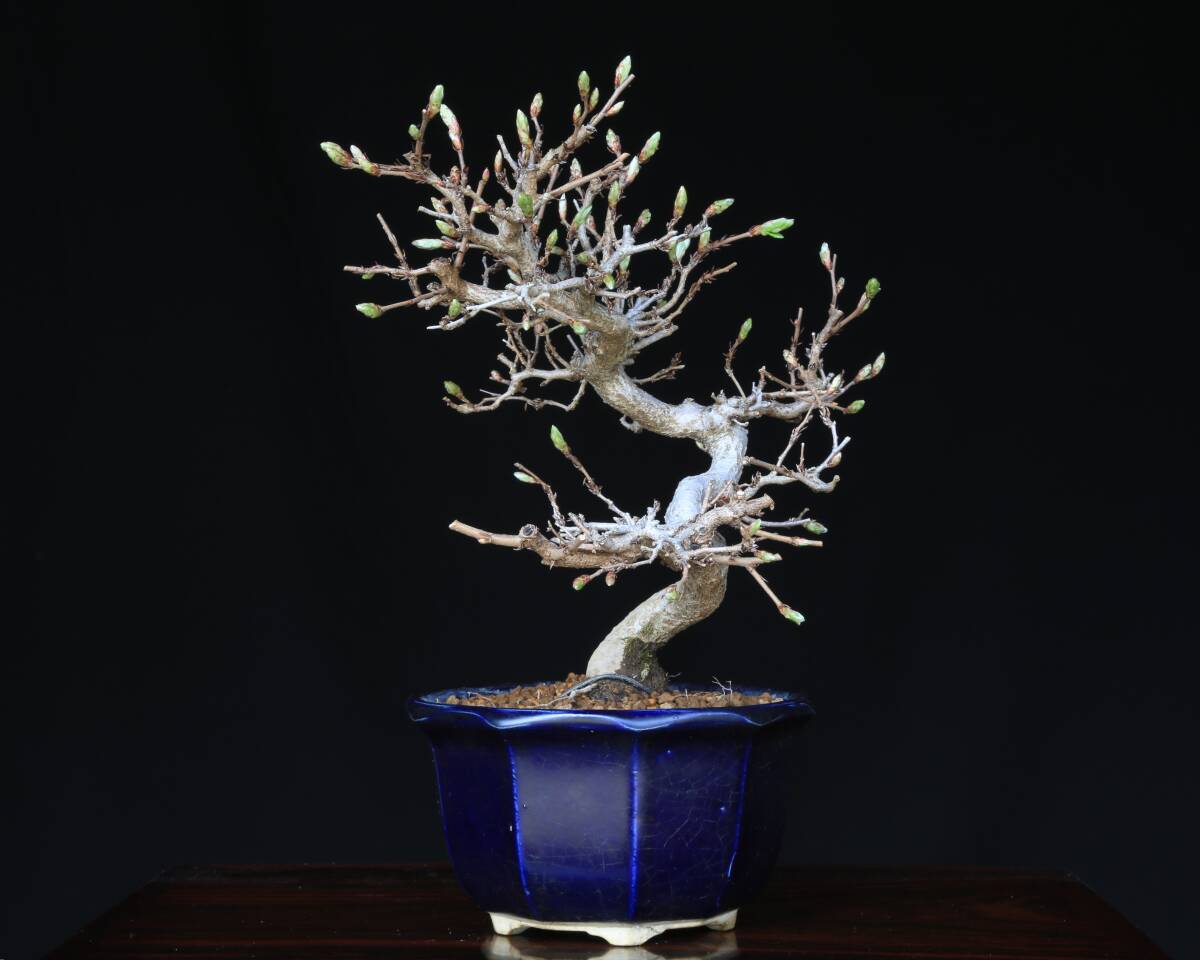 [...Online] иваси te[ скала 4 рука ] shohin bonsai 