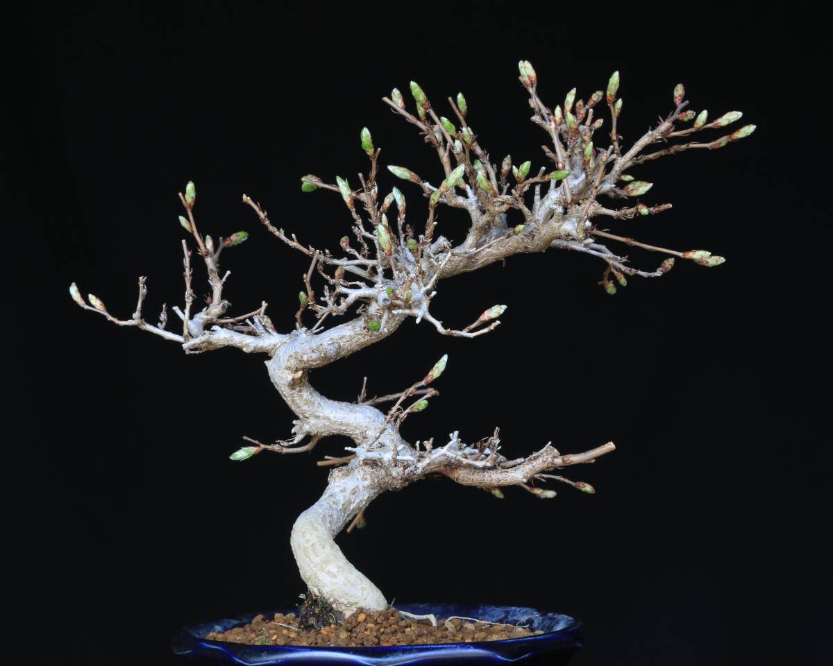 [...Online] иваси te[ скала 4 рука ] shohin bonsai 