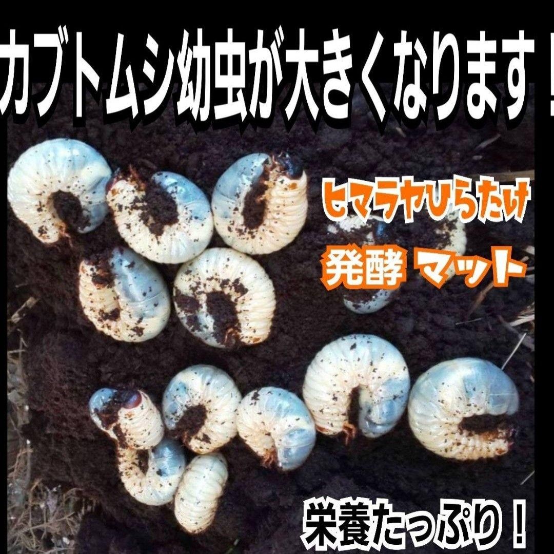 カブトムシ幼虫の餌☆栄養価抜群！改良版！ヒマラヤひらたけ発酵マット【3袋】国産カブトムシ87ミリ羽化実績！便利なチャック付き袋入り