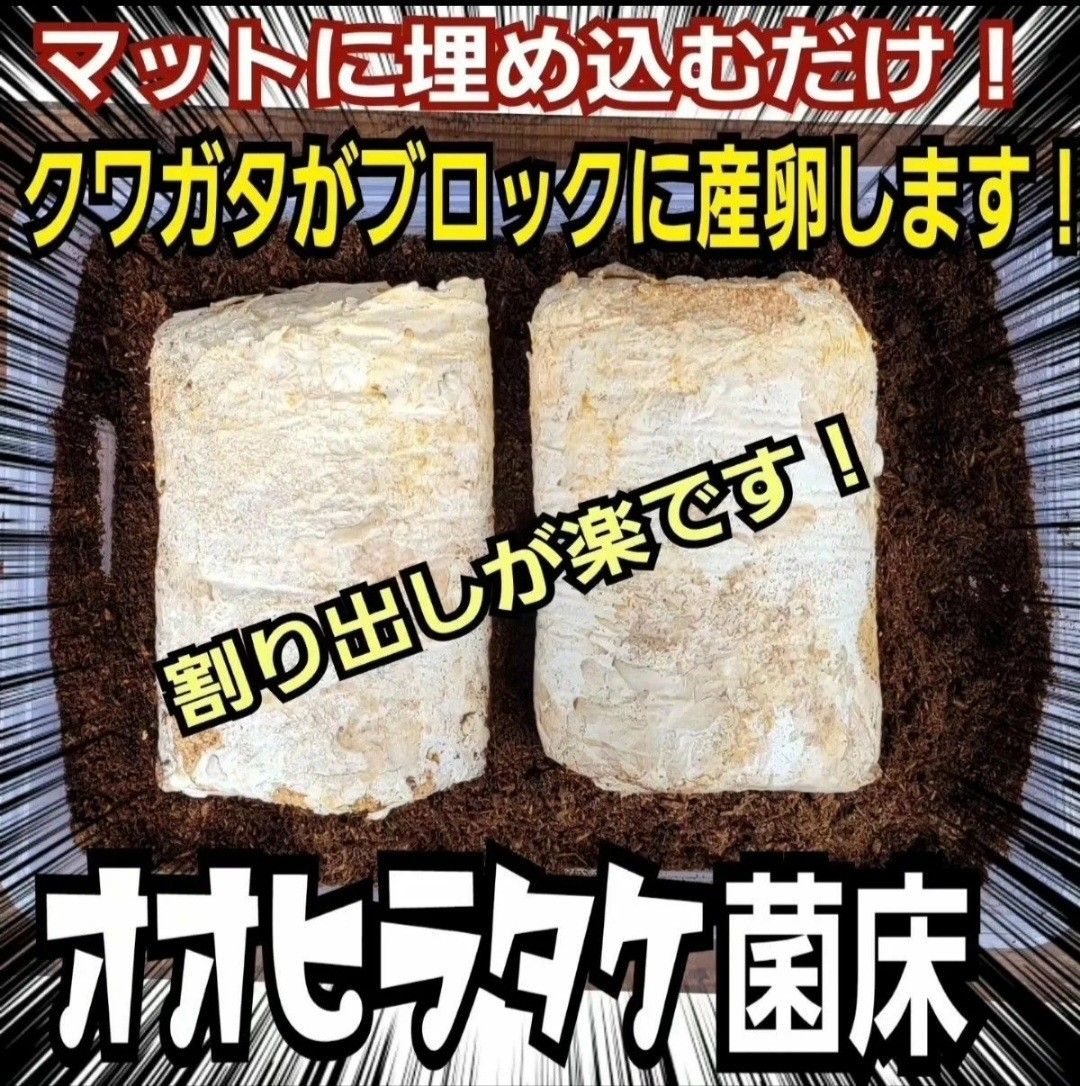 クワガタの産卵木の代わりになります！オオヒラタケ菌床【2ブロックセット】材より割り出しが楽！カブトムシ幼虫の栄養強化にも抜群！