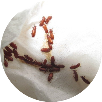 ヒラタコクヌストモドキ成虫X幼虫　MIX　抜け殻・卵・蚕含・成虫含みます。_画像2