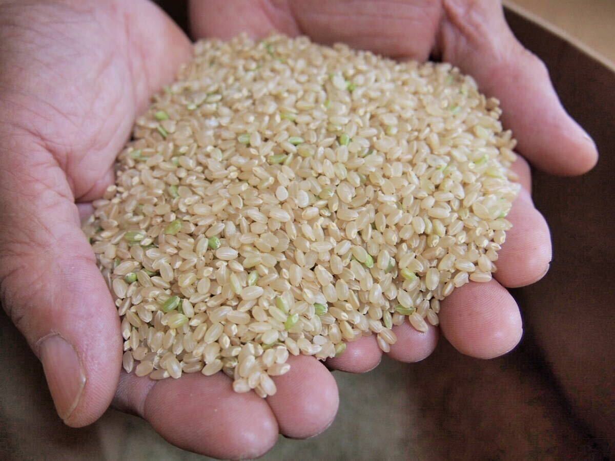  безопасность . прекрасный тест ... корень .. есть . рис tagame... заливное рисовое поле Hyogo R5 год kin hikari новый рис неочищенный рис 10kg 1 и т.п. рис прорастание неочищенный рис .. пестициды относящийся поиск нет пестициды иметь машина 