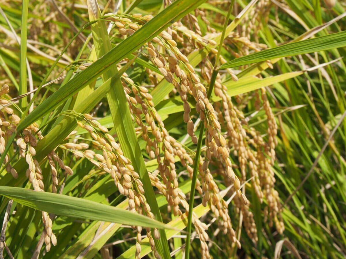  безопасность . прекрасный тест ... корень .. есть . рис tagame... заливное рисовое поле Hyogo R5 год kin hikari новый рис неочищенный рис 10kg 1 и т.п. рис прорастание неочищенный рис .. пестициды относящийся поиск нет пестициды иметь машина 