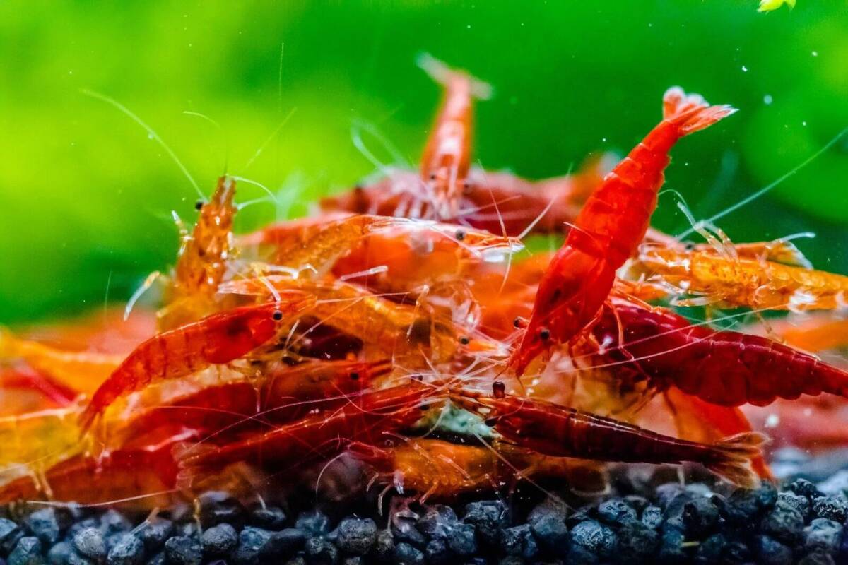 {10 pcs } red fire - shrimp {...DX}