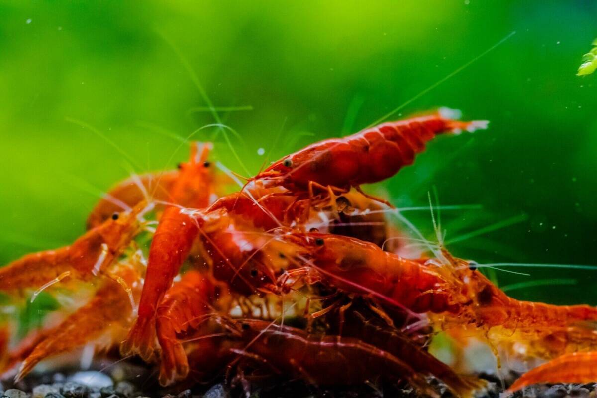 {10 pcs } red fire - shrimp {...DX}