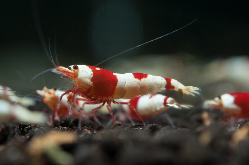 {10 pcs } Red Bee Shrimp {...DX}