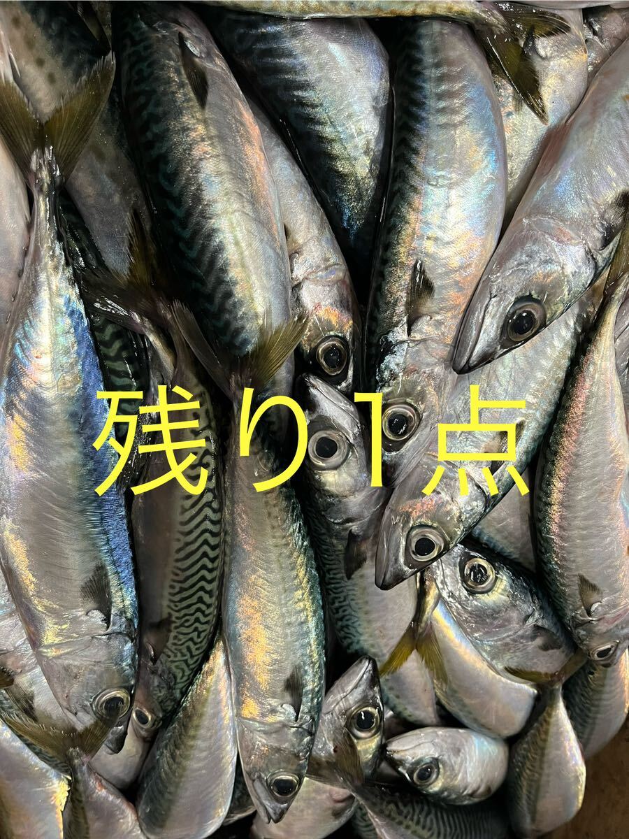 サバ 釣り　餌　約5キロ