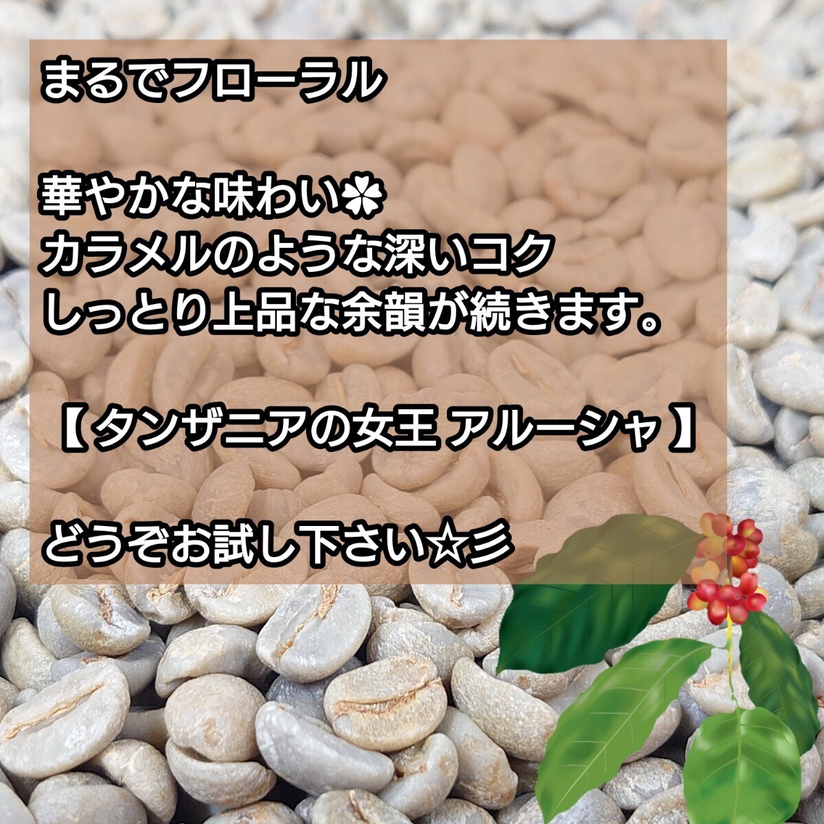 【 豆 】 タンザニア AA キリマンジャロ クイーンアルーシャ 生豆時 200g【84点】 スペシャルティ コーヒー 珈琲 自家焙煎 コーヒー豆