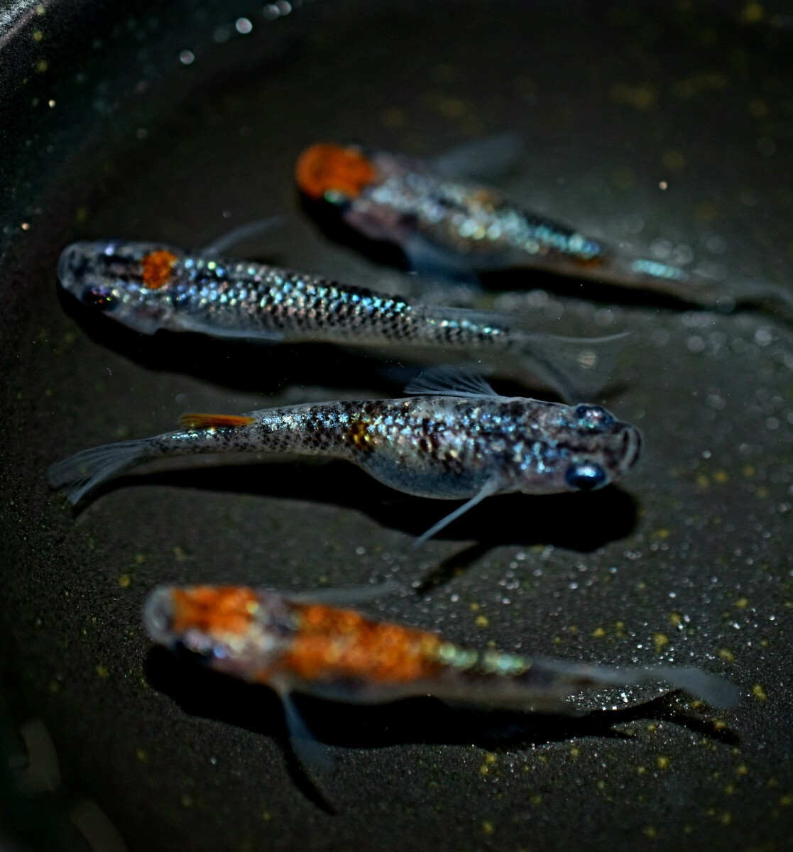 【卵販売】三色 サファイア ラメ メダカ 極上種親 有精卵 １０個+αの画像2
