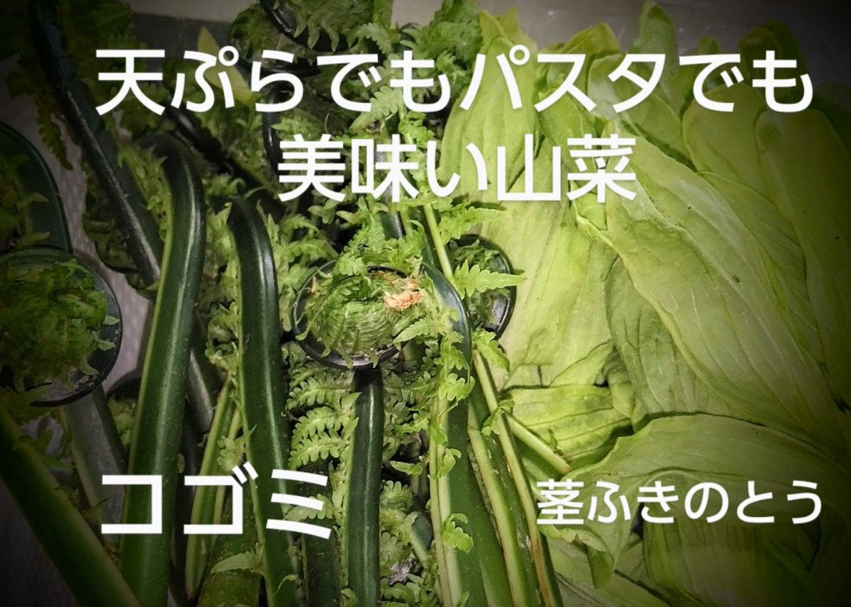 コゴミ(クサソテツ)200g ＆茎 ふきのとう100g  山菜セット販売