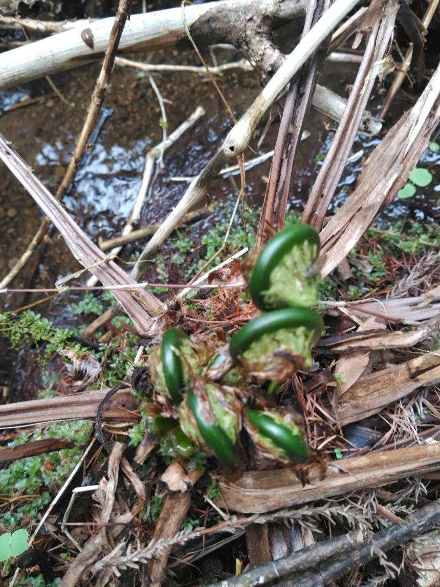 山菜 コゴミ 200g  ( クサソテツ)  天然  新鮮　岩手県 県北部産