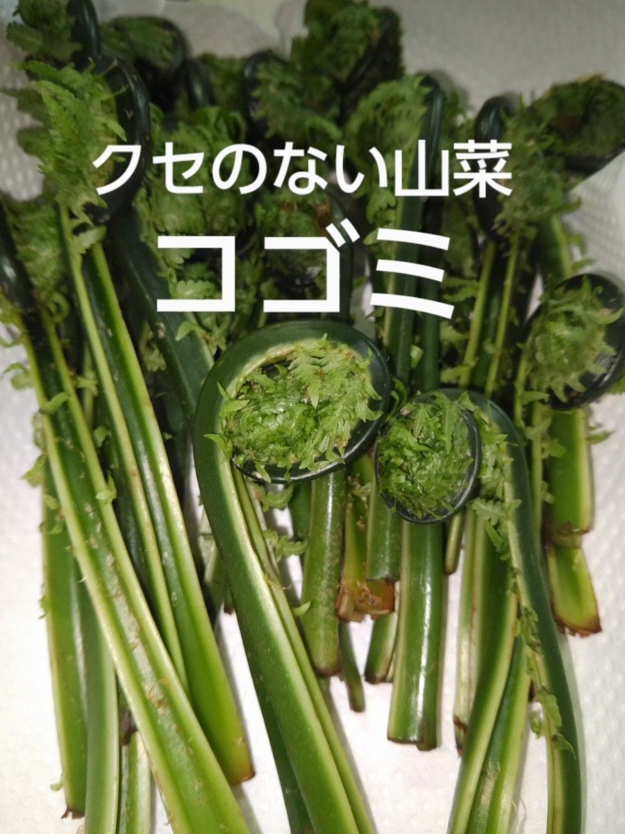 コゴミ(クサソテツ)200g ＆茎 ふきのとう100g  山菜セット販売
