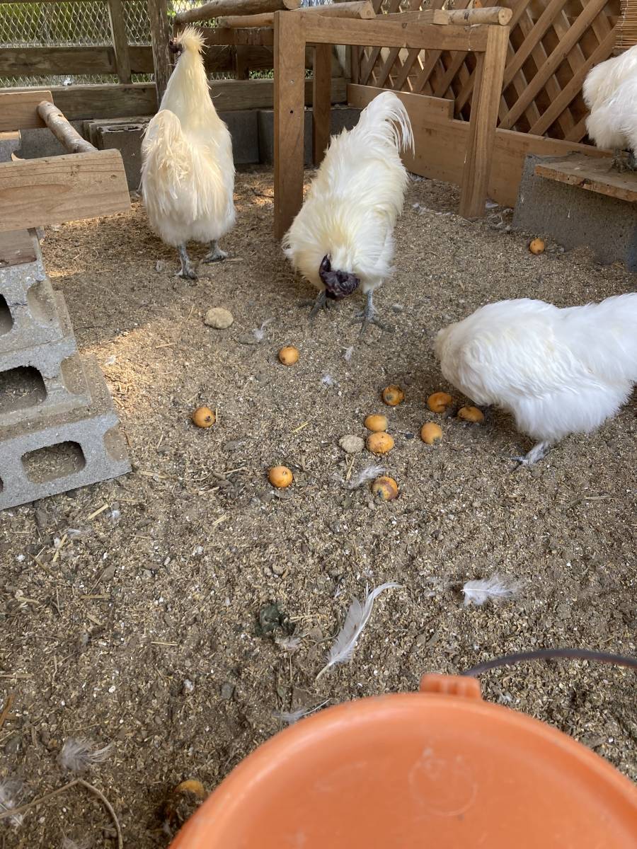 白烏骨鶏 卵10個（割れ保障２個含む) 有精卵 うこっけい 有精卵・食用 産みたて 高栄養 格安 お買い得 売り切り 激安 有精卵 の画像10