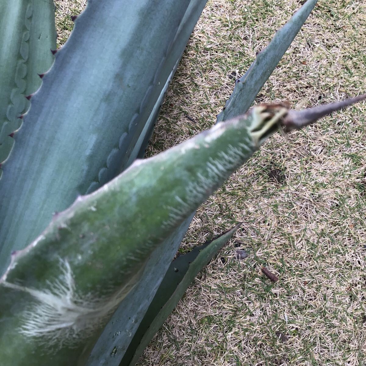 大きめ agave 竜舌蘭 アオノリュウゼツラン アメリカーナ ４kg Aの画像8