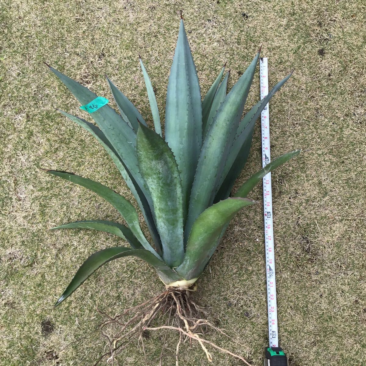 大きめ agave 竜舌蘭 アオノリュウゼツラン アメリカーナ ４kg Aの画像1