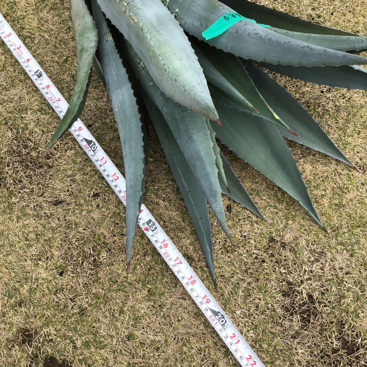 大きめ agave 竜舌蘭 アオノリュウゼツラン アメリカーナ3.6kg Ｅの画像4