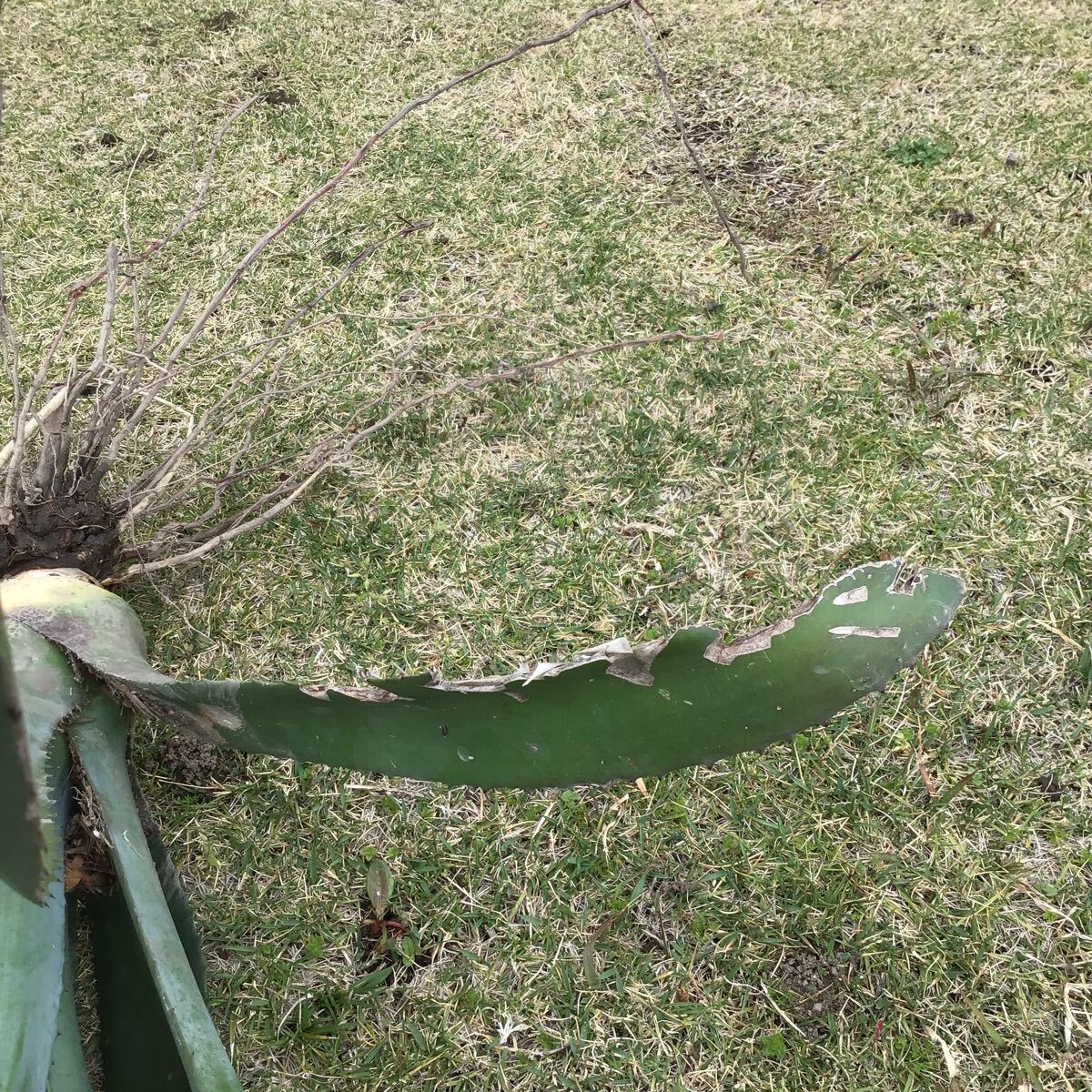 agave 竜舌蘭 アオノリュウゼツラン アメリカーナ２kg Fの画像6