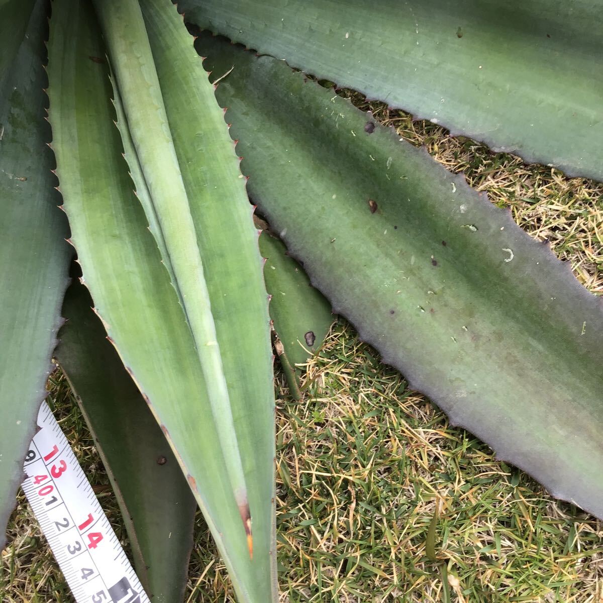 agave 竜舌蘭 アオノリュウゼツラン アメリカーナ２kg Fの画像5