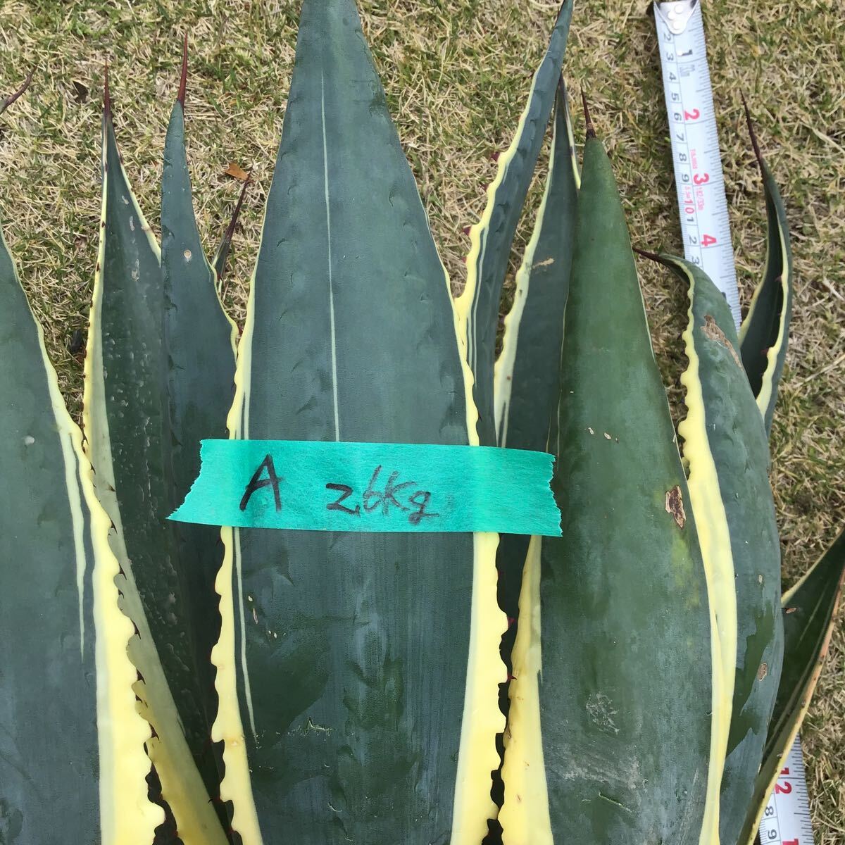 斑入り agave 竜舌蘭　リュウゼツラン　アメリカーナ2.6kg A_画像2