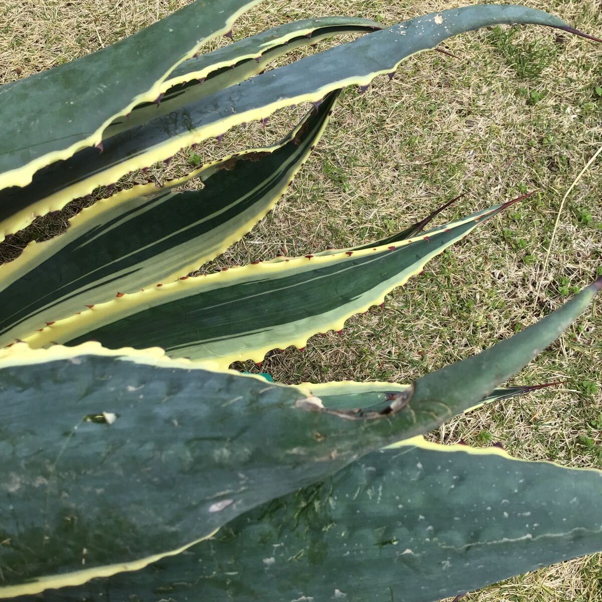 斑入り agave 竜舌蘭 リュウゼツラン アメリカーナ2.6kg Aの画像7