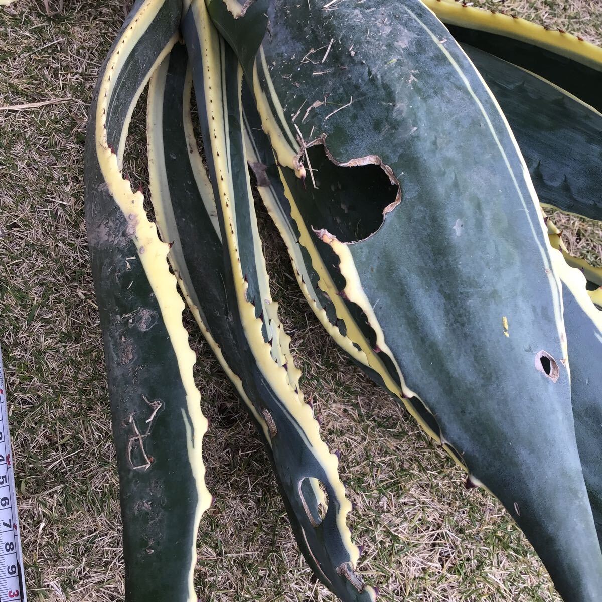 斑入り agave 竜舌蘭 リュウゼツラン アメリカーナ1.8kg Bの画像6